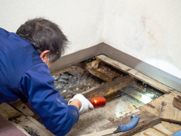 Best Toxic Mold Removal  in Lakes Of The Four Seasons, IN