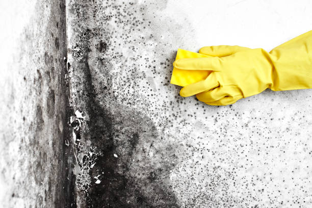 Best Mold Damage Repair  in Lakes Of The Four Seasons, IN