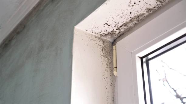 Best Office Mold Removal Services  in Lakes Of The Four Seasons, IN