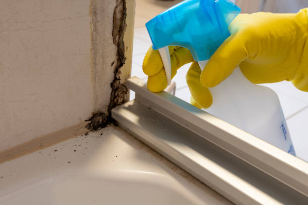 Mold Removal Process in Lakes Of The Four Seasons, IN