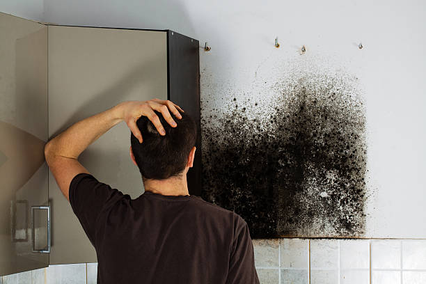 Best Professional Mold Removal  in Lakes Of The Four Seasons, IN